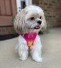 American River Choke-Free Mesh Dog Harness – Raspberry Pink & Orange Ombre