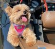 American River Choke-Free Mesh Dog Harness – Raspberry Sundae Ombre