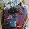 Biker Dawg Faux Leather Motorcycle Dog Jacket with Matching Leash - Black