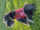 Cool Mesh Harness Hawaiian Hibiscus - Red