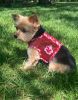 Cool Mesh Harness Hawaiian Hibiscus - Red