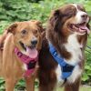Venture Paw PULL CONTROL Harness - Wild Raspberry