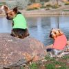 100% Cotton Dog Tanks - Coral