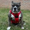 Venture Paw PULL CONTROL Harness - Crimson
