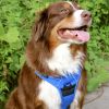 Venture Paw PULL CONTROL Harness - Mountain Lake