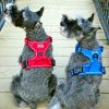 Venture Paw PULL CONTROL Harness - Mountain Lake
