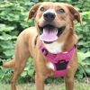 Venture Paw PULL CONTROL Harness - Wild Raspberry