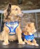 Wrap and Snap Hareness - Catching Waves Print and Mesh Choke Free Step in Harness